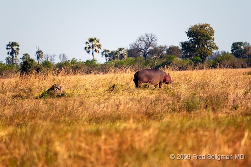 20090617_163308 D300 X1.jpg - Hippo grazing in grass.  They do this absolutely solitary